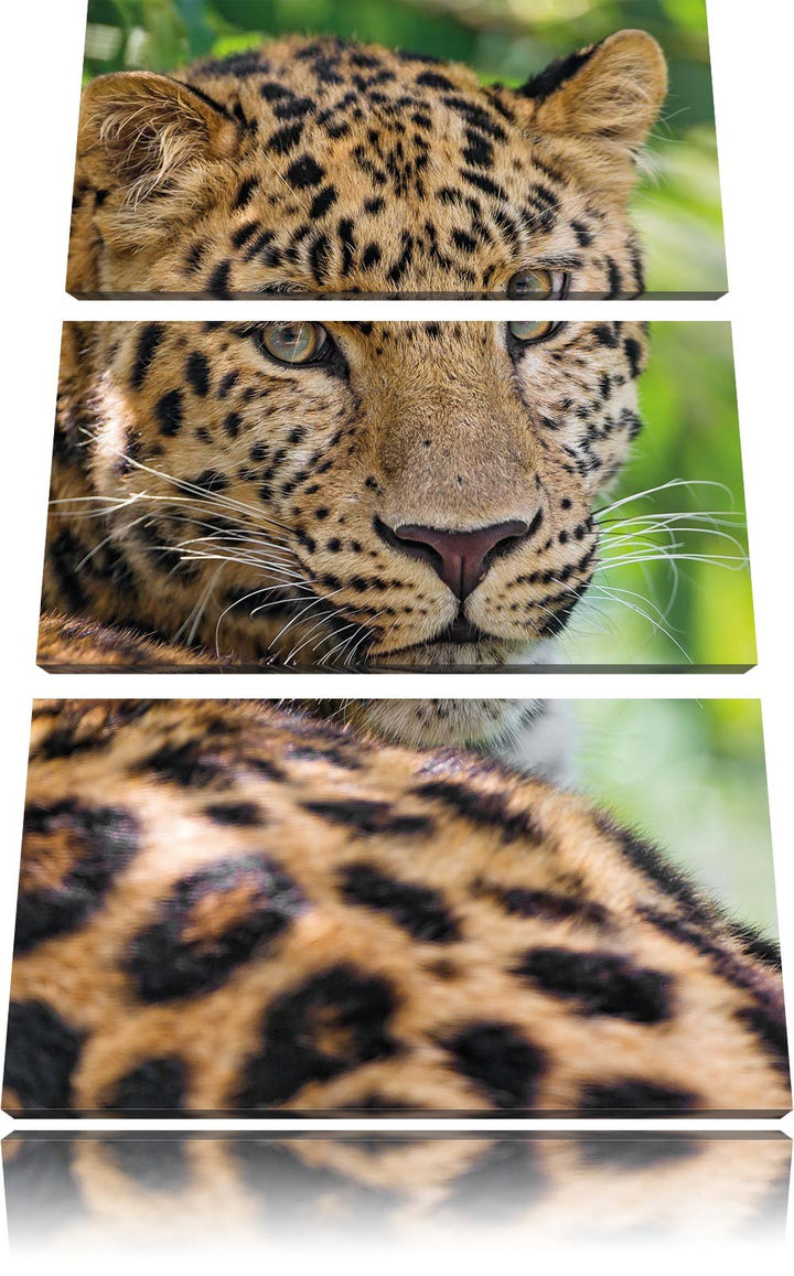Pixxprint aufmerksamer Leopard im Schatten als Leinwandbild/Grösse: 3 Teilig (120x80) cm/Wandbild/Ku