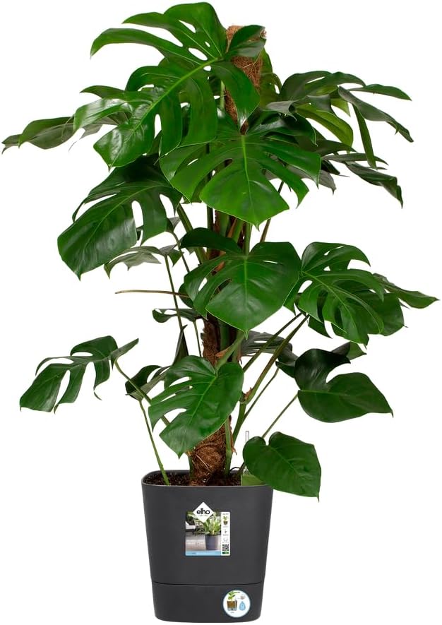 elho Greensense Aqua Care Quadrat 30 mit Integrierte Wasserspeicher - Blumentopf für Innen & Aussen