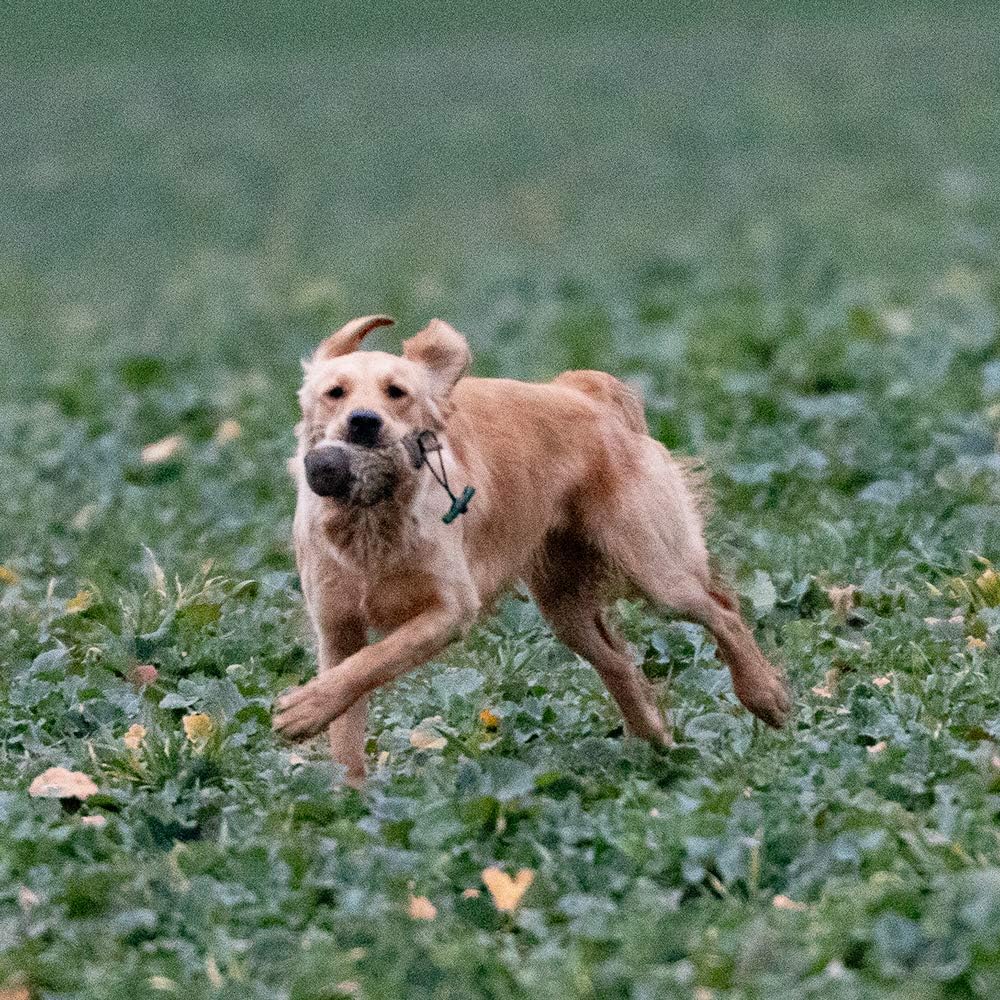 Firedog Dummy mit echtem Kaninchenfell - Robustes Wild-Dummy Apportel für das Hundetraining (Gewicht