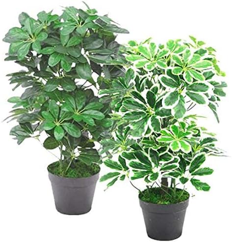 Künstlicher Schefflera Arboricola Regenschirm, 55 cm, Schwarz, 55 cm Langer Lichtstrumpf, 55cm Light