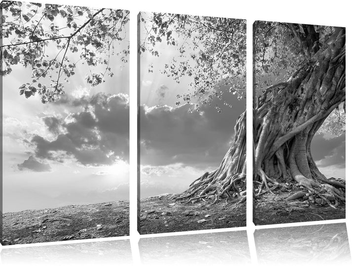 Pixxprint Verwurzelter starker Baum im Sonnenuntergang Kunst B&W 3-Teiler Leinwandbild 120x80 Bild a