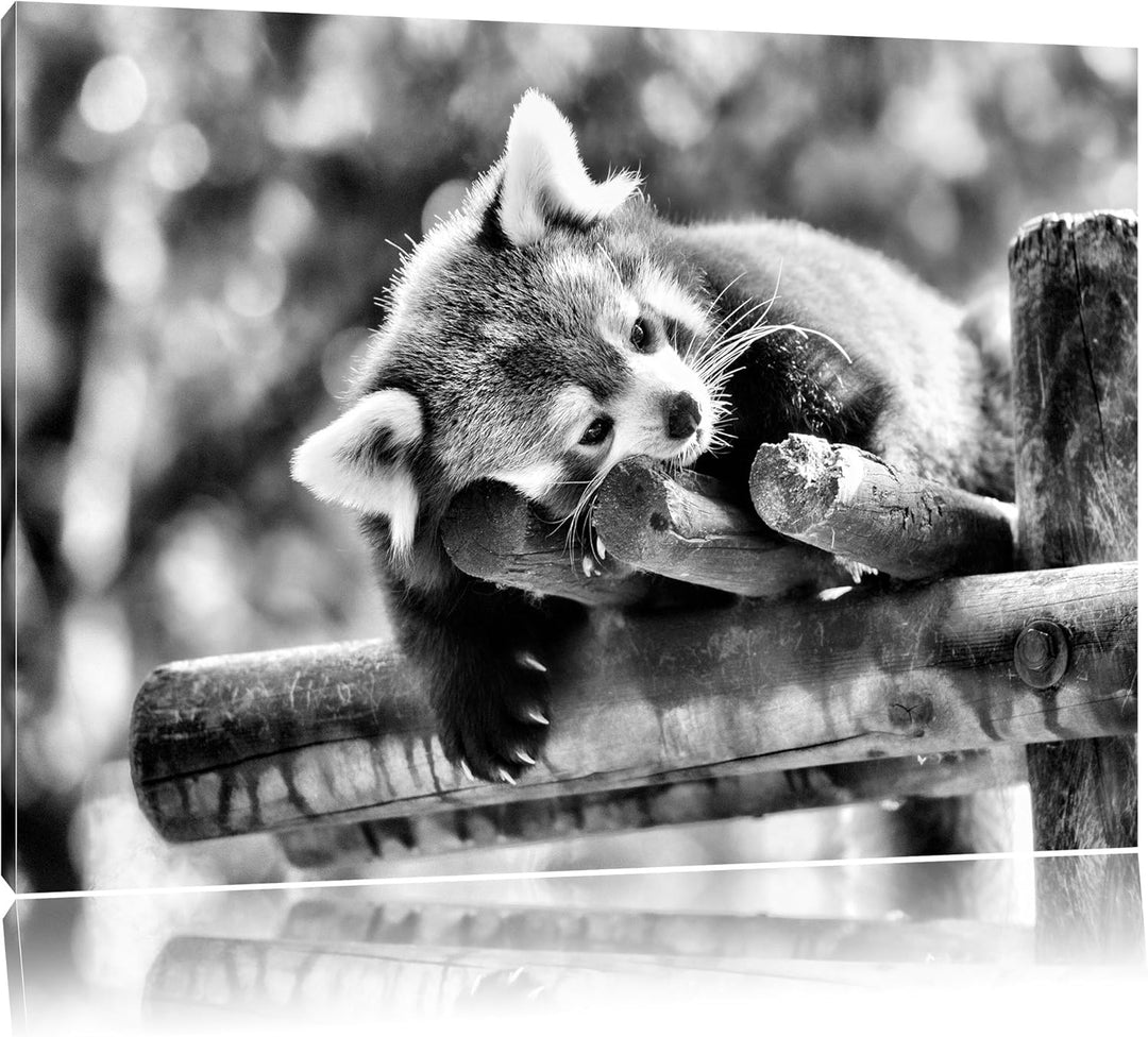 Pixxprint Kleiner Panda träumt als Leinwandbild/Grösse: 100x70 cm/Wandbild/Kunstdruck/fertig bespann