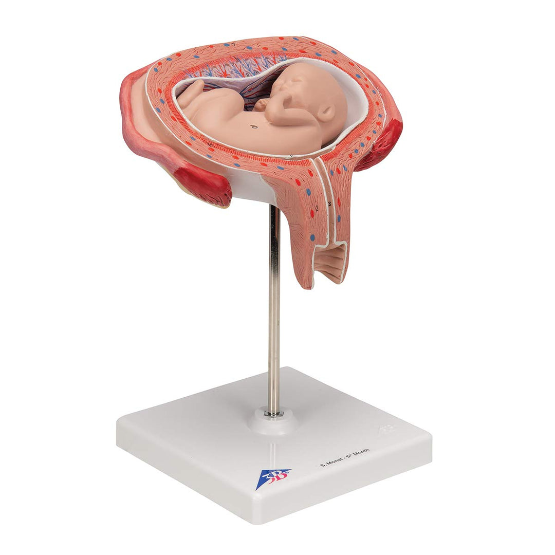 3B Scientific Menschliche Anatomie - Fetus, 5. Monat, Rückenlage + kostenlose Anatomie App - 3B Smar