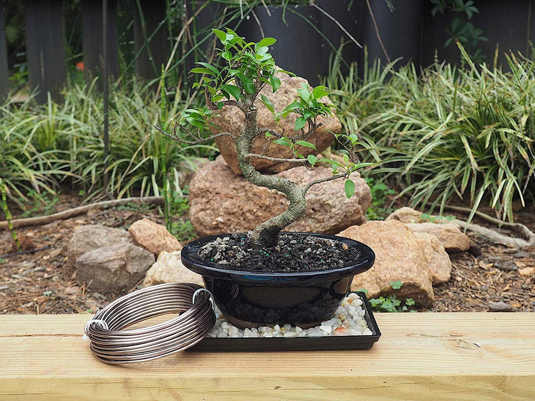 Grow A Bonsai Tree Eloxiertes Aluminium 3,5mm Bonsai Draht 250g grosse Rolle (30 Feet) - (3,5mm, Bra