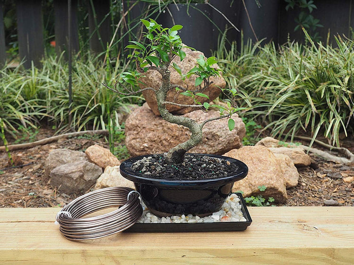Grow A Bonsai Tree Eloxiertes Aluminium 3,5mm Bonsai Draht 250g grosse Rolle (30 Feet) - (3,5mm, Bra