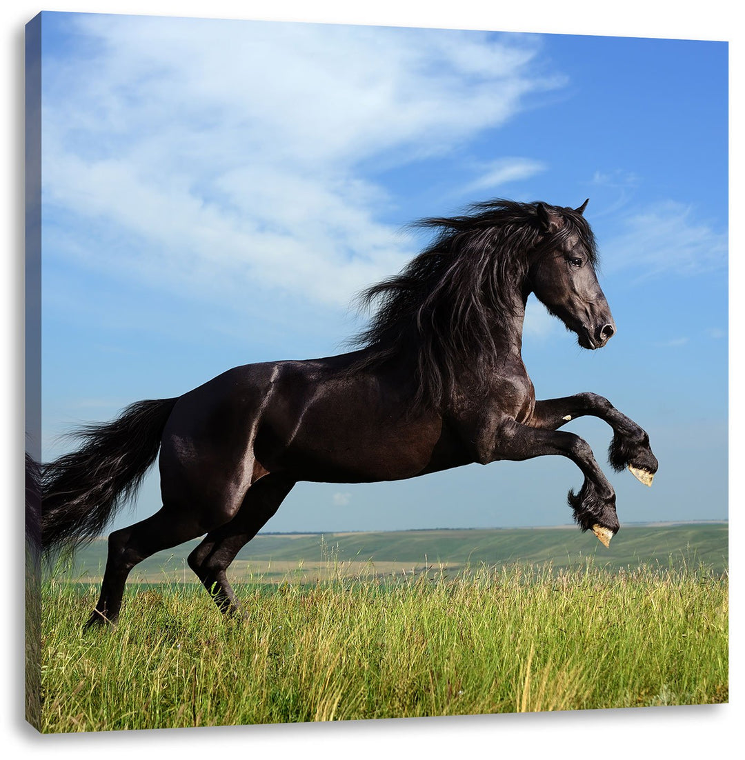 Pixxprint Schwarzer Hengst auf grünen Wiese als Leinwandbild/Grösse: 70x70 cm/Wandbild/Kunstdruck/fe