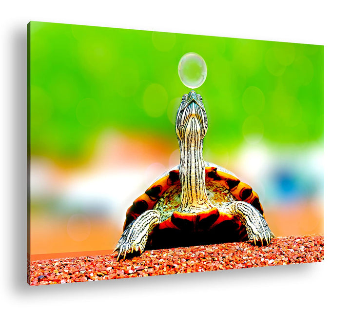 deyoli lustige Schildkröte spielt mit einer Seifenblase Format: 60x40 als Leinwand, Motiv fertig ger