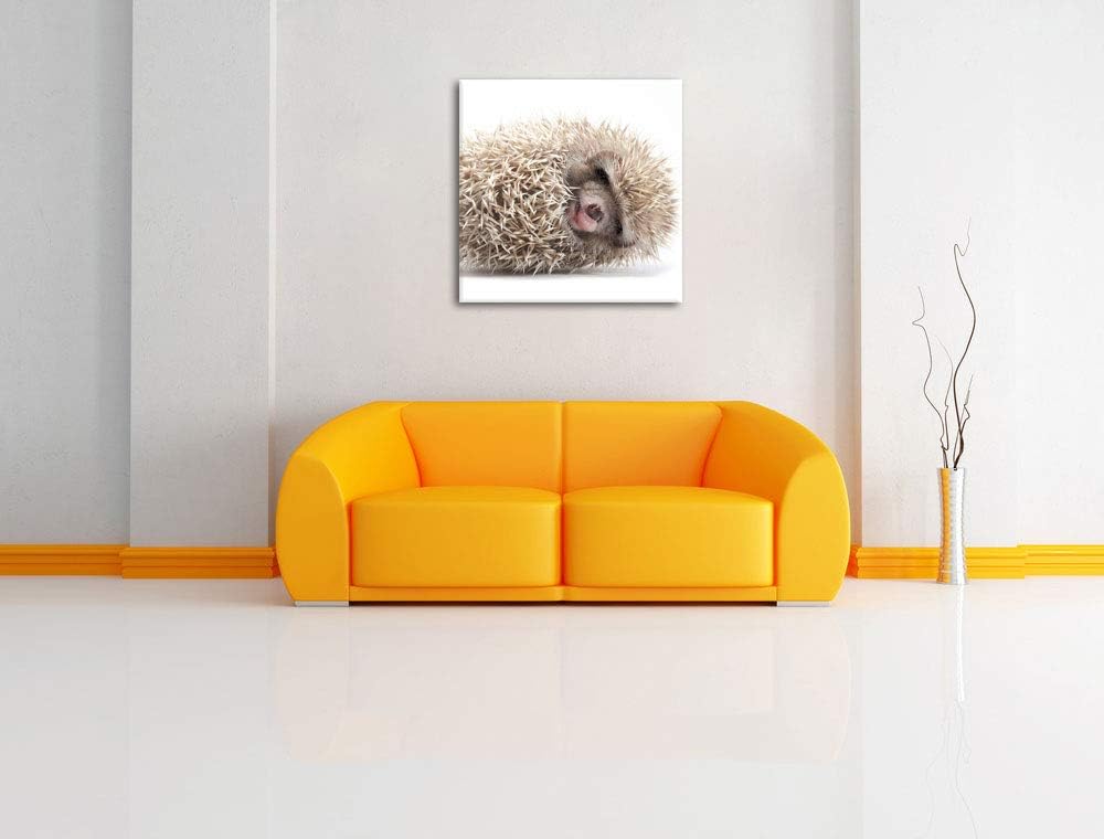 Pixxprint Kleiner niedlicher Baby Igel als Leinwandbild/Grösse: 70x70 cm/Wandbild/Kunstdruck/fertig