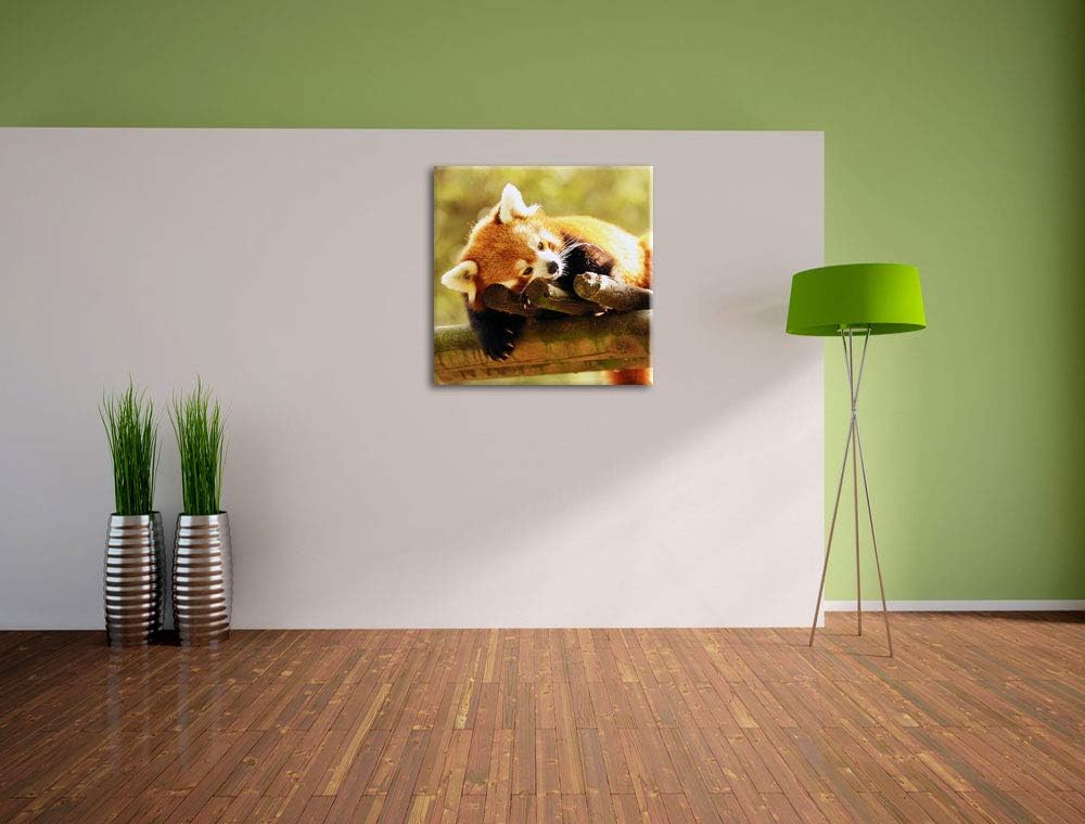Kleiner Panda träumt, Format: 70x70 auf Leinwand, XXL riesige Bilder fertig gerahmt mit Keilrahmen,