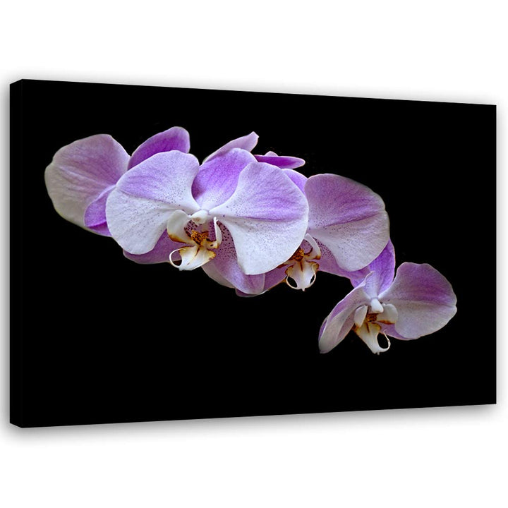 Feeby Bild auf Leinwand Blumen Kunstdruck modern Orchidee Violett 80x60 cm Leinwandbild 80x60 cm Vio