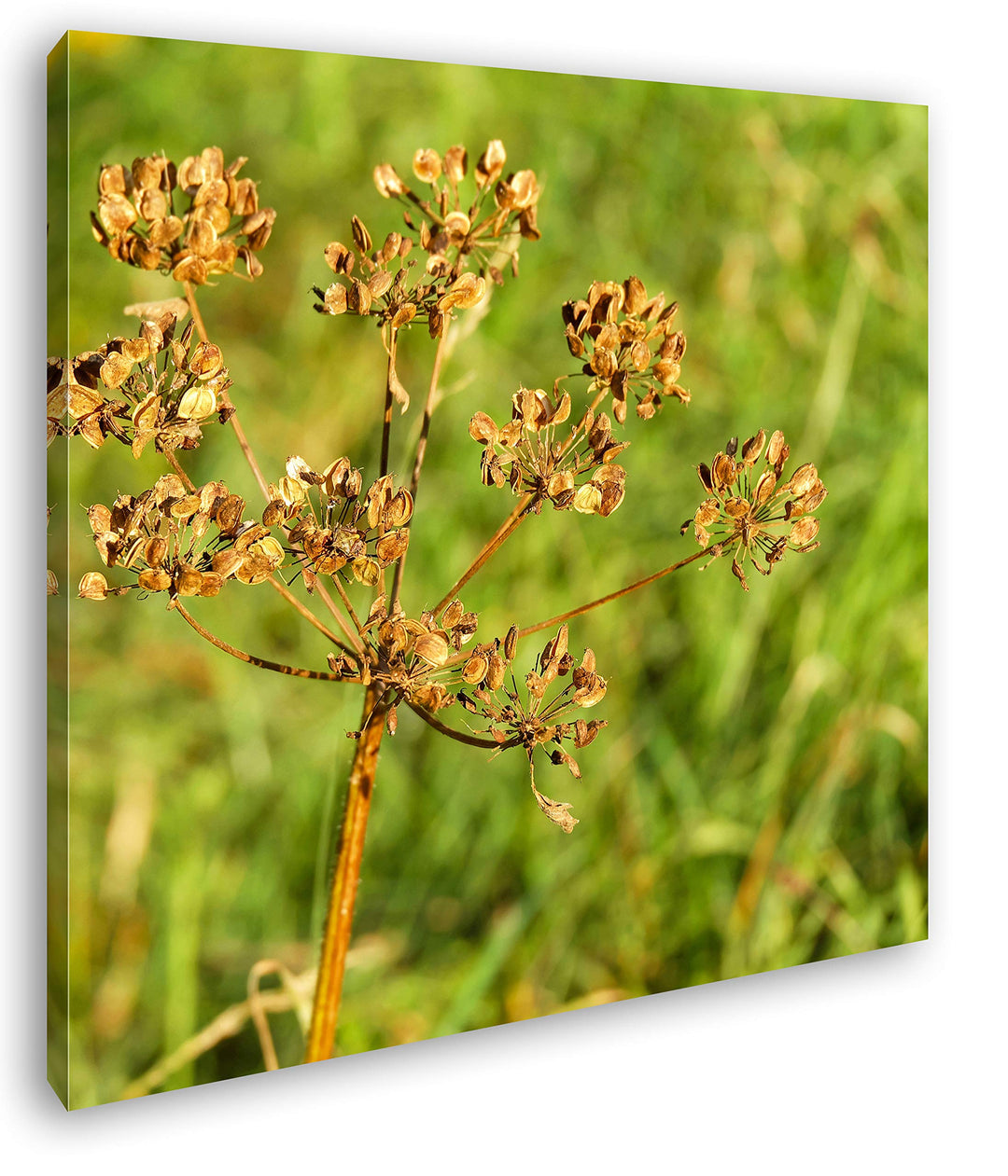 deyoli Lechtendes Bärenklau Format: 60x60 als Leinwandbild, Motiv fertig gerahmt auf Echtholzrahmen,
