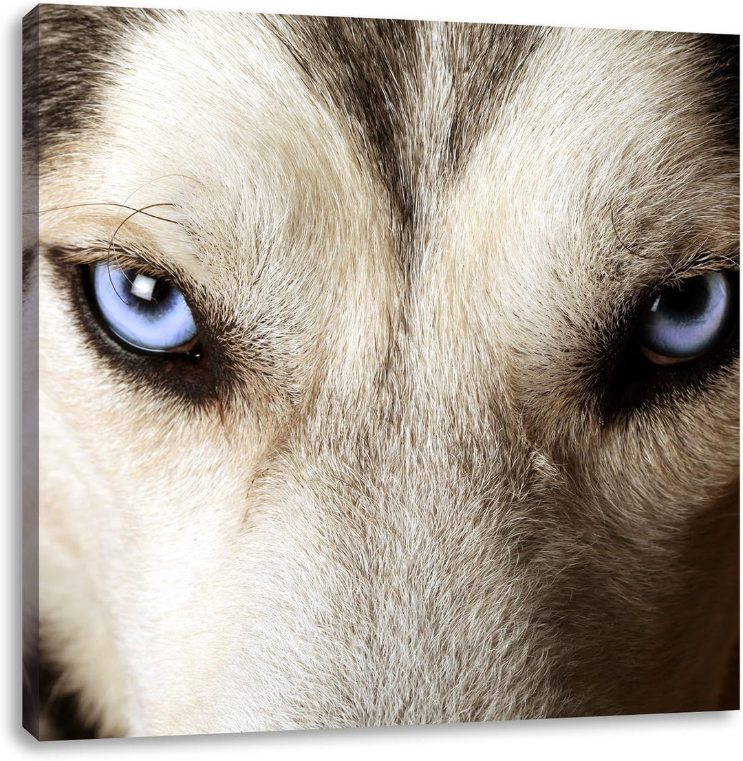 Husky eisblaue Augen, Format: 70x70 auf Leinwand, XXL riesige Bilder fertig gerahmt mit Keilrahmen,