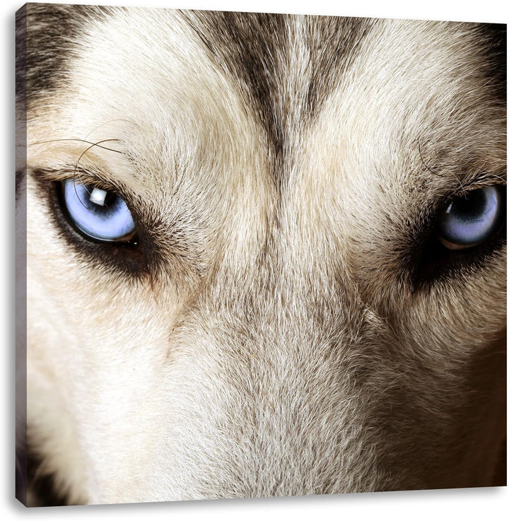 Husky eisblaue Augen, Format: 70x70 auf Leinwand, XXL riesige Bilder fertig gerahmt mit Keilrahmen,