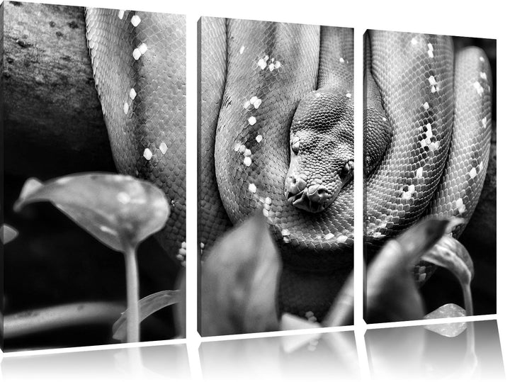 Pixxprint Grüne Schlange, gelbe Augen, als Leinwandbild/Grösse: 3 Teilig (120x80) cm/Wandbild/Kunstd