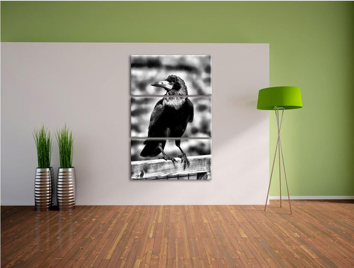 Pixxprint prachtvoller Rabe als Leinwandbild/Grösse: 3 Teilig (120x80) cm/Wandbild/Kunstdruck/fertig