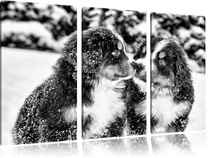 Pixxprint Monocrome, Bernersennen Hunde Welpen im Schnee 3-Teiler Leinwandbild 120x80 Bild auf Leinw