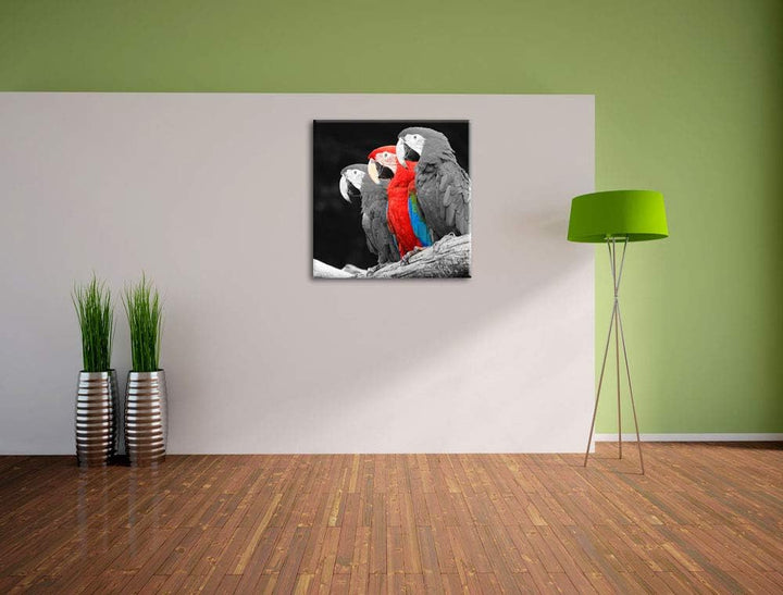 prächtige Papageien auf AST als Leinwandbild Quadratisch/Grösse: 70x70 / Wandbild/Kunstdruck/fertig