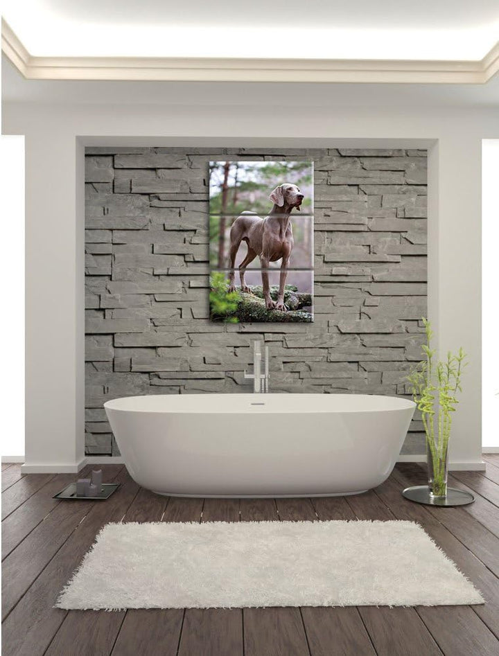 Pixxprint Edler Weimaraner im Wald 3-Teiler Leinwandbild 120x80 Bild auf Leinwand