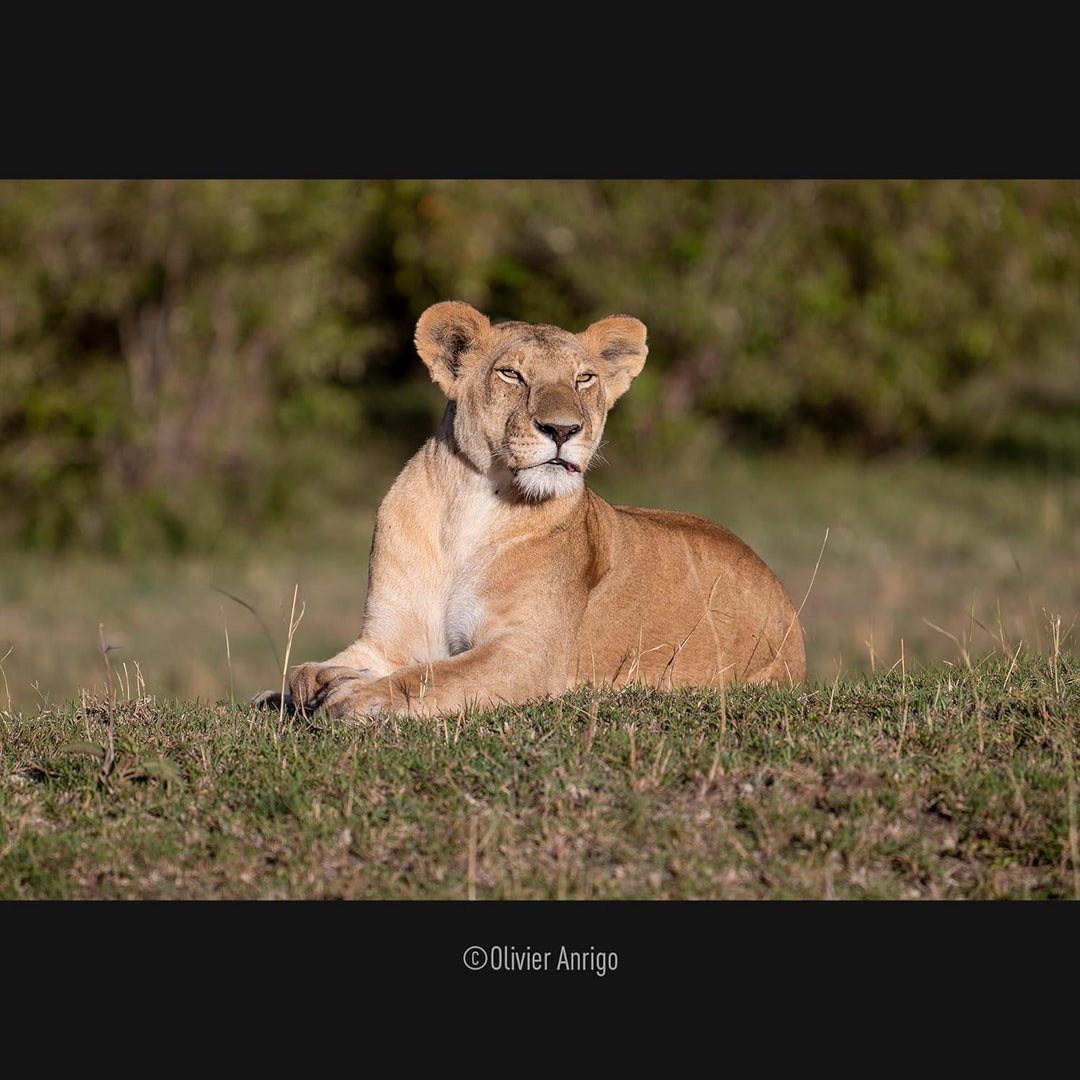 Panasonic S-E70200E LUMIX S PRO Objektiv (70-200mm, F2.8, Staub, Spritzwasser und Kälteresistent) Sc