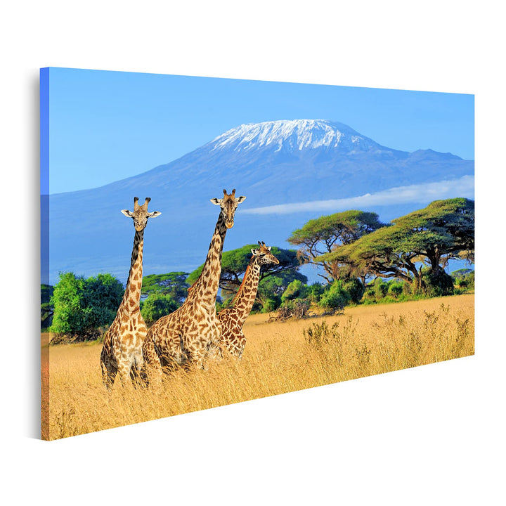 islandburner Bild auf Leinwand Drei Giraffen Nationalpark Kenia Kilimanjaro Berg Hintergrund Afrika