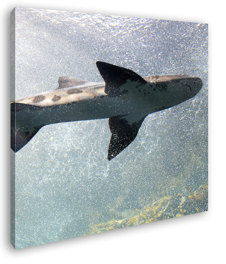 deyoli grosser Hai im Aquarium im Format: 70x70 als Leinwandbild, Motiv fertig gerahmt auf Echtholzr