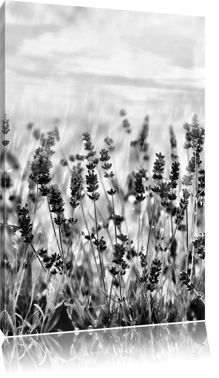 Pixxprint Schöner Lavendel im Regen / 100x70cm Leinwandbild bespannt auf Holzrahmen/Wandbild Kunstdr