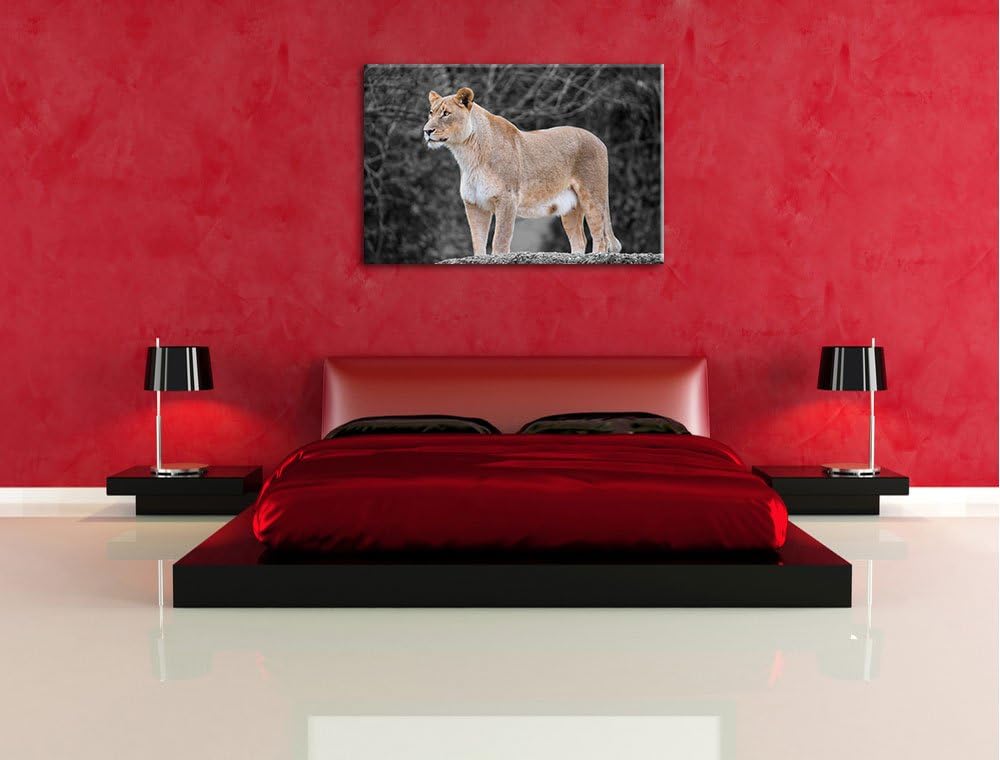 maiestätische Löwin schwarz/weiss auf Leinwand, XXL riesige Bilder fertig gerahmt mit Keilrahmen, Ku
