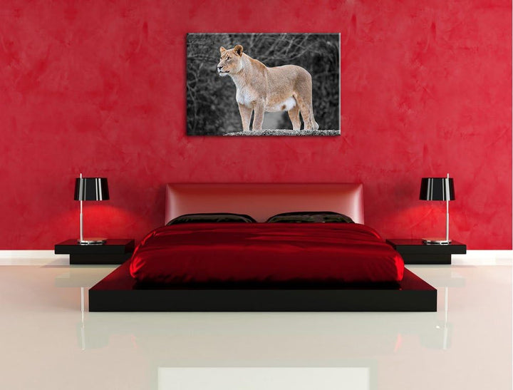 maiestätische Löwin schwarz/weiss auf Leinwand, XXL riesige Bilder fertig gerahmt mit Keilrahmen, Ku