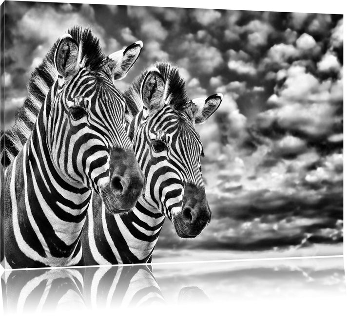 Monocrome, Zebra Pärchen , Format: 100x70 auf Leinwand, XXL riesige Bilder fertig gerahmt mit Keilra