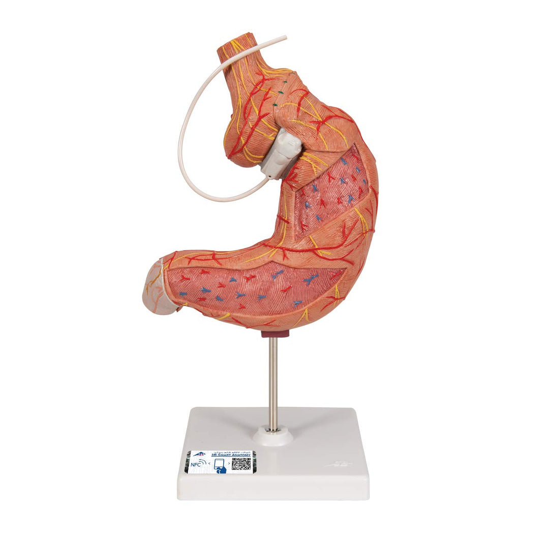 3B Scientific Menschliche Anatomie - Magenbandmodell + kostenlose Anatomie App - 3B Smart Anatomy