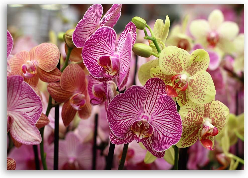 Feeby Wanddeko Pflanze Bild Kunstdruck modern Orchidee Violett 80x60 cm Deko Paneel 80x60 cm Violett