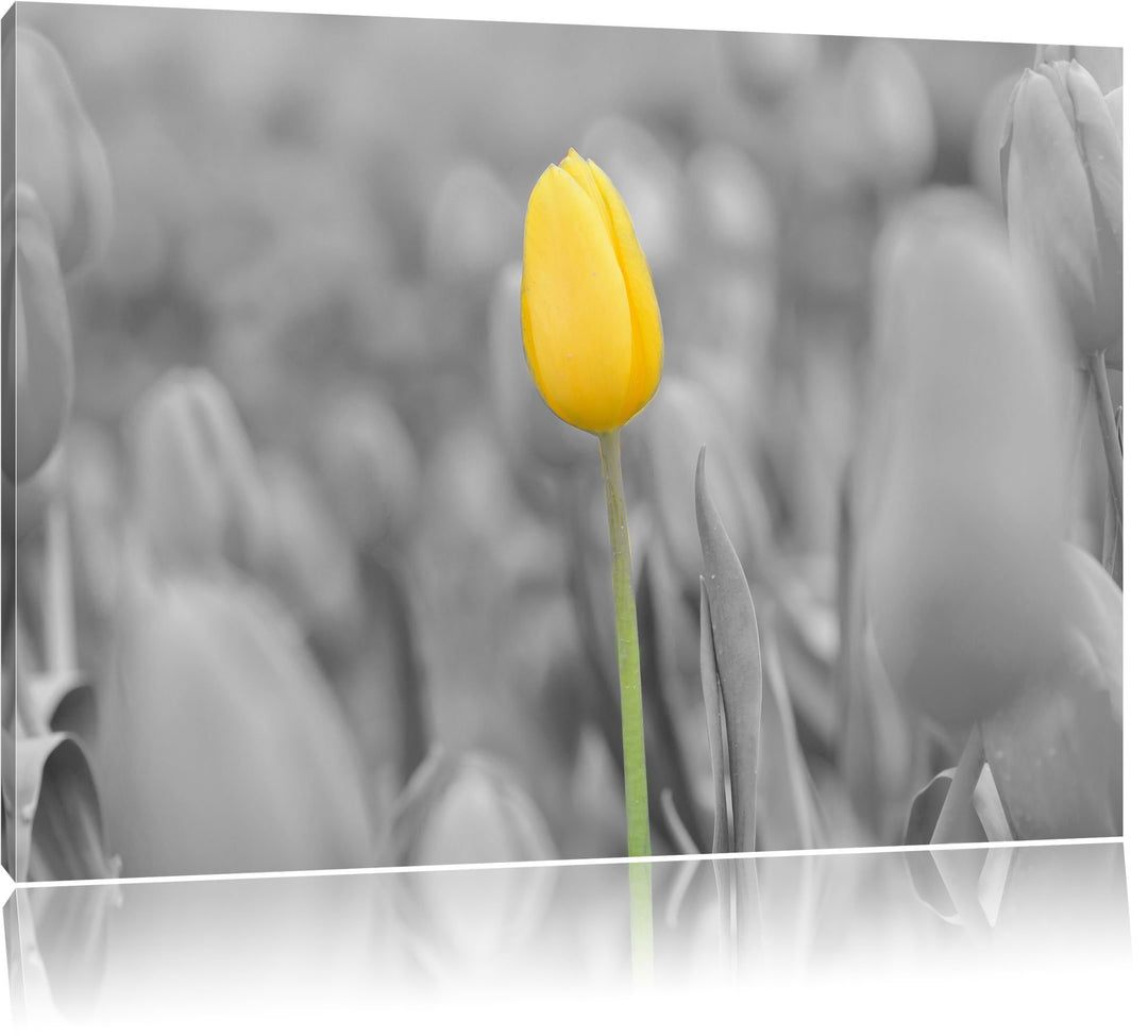 Gelbes Tulpenmeer schwarz/weiss Format: 100x70 auf Leinwand, XXL riesige Bilder fertig gerahmt mit K