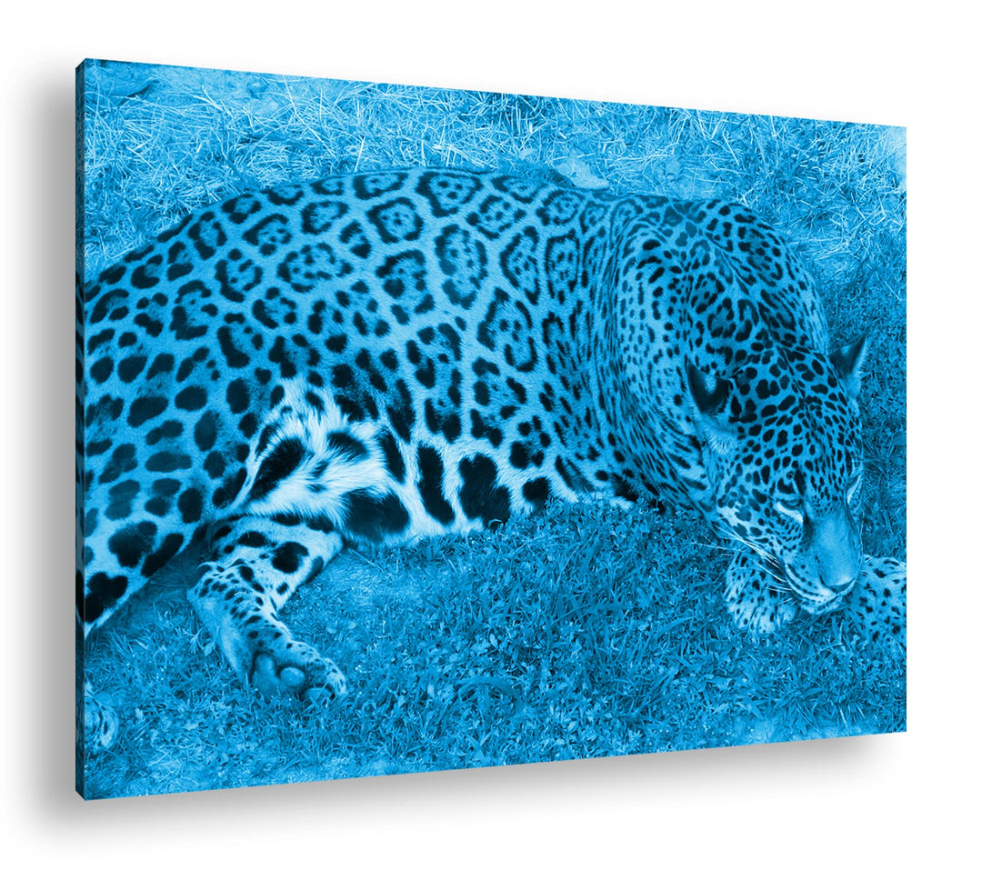 deyoli ruhig liegender Leopard Format: 80x60 Effekt: Monocrome Blau als Leinwand, Motiv fertig gerah