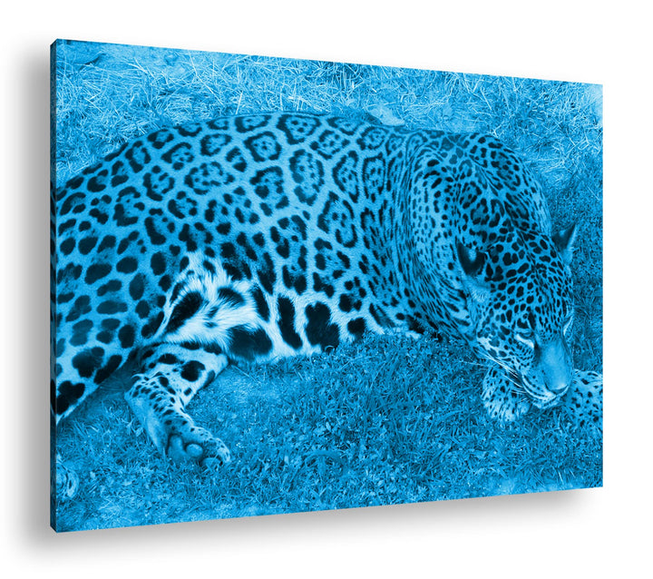 deyoli ruhig liegender Leopard Format: 80x60 Effekt: Monocrome Blau als Leinwand, Motiv fertig gerah