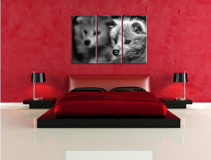 Pixxprint Polarfuchs in Höhle als Leinwandbild/Grösse: 3 Teilig (120x80) / Wandbild/Kunstdruck/ferti