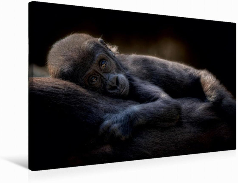 Premium Textil-Leinwand 75 x 50 cm Quer-Format Gorilla | Wandbild, HD-Bild auf Keilrahmen, Fertigbil