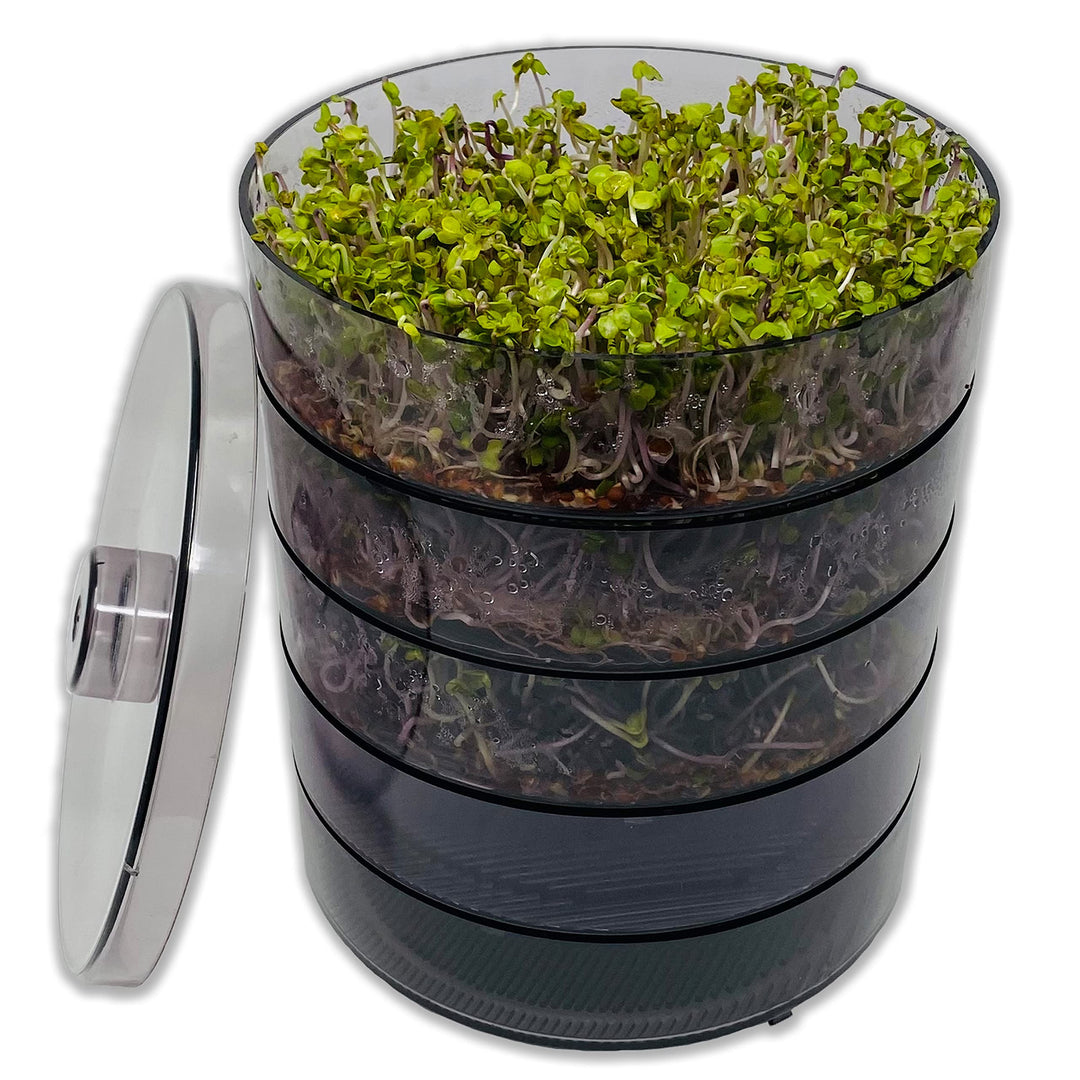 SaatPur® Keimsprossenbox Set 4 mit Vier Etagen als Sprossen Keimgerät: Sprossen Anzucht sowie Microg