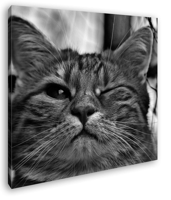 deyoli zwinkernde Katze Format: 70x70 Effekt: Schwarz&Weiss als Leinwandbild, Motiv auf Echtholzrahm