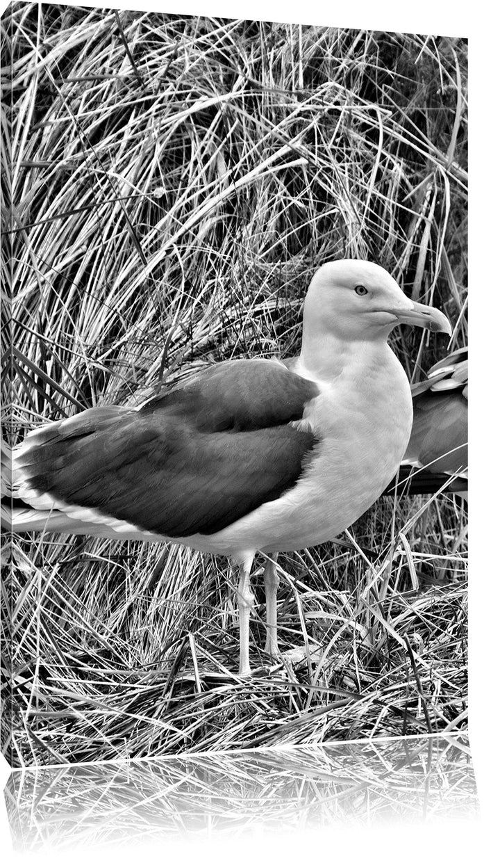 Pixxprint Monocrome, Zwei Möwen im hohen Gras, Format: 100x70 auf Leinwand, 100x70