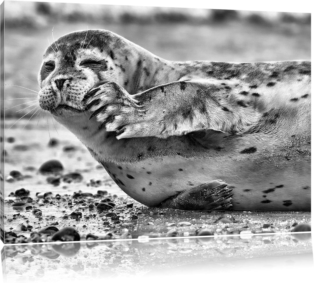 Pixxprint süsse Robbe beim Putzen / 100x70cm Leinwandbild bespannt auf Holzrahmen/Wandbild Kunstdruc