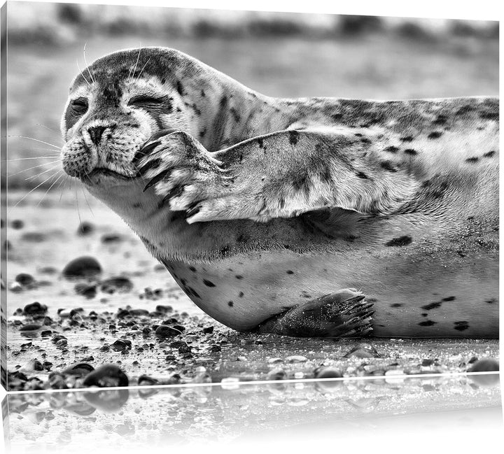 Pixxprint süsse Robbe beim Putzen / 100x70cm Leinwandbild bespannt auf Holzrahmen/Wandbild Kunstdruc