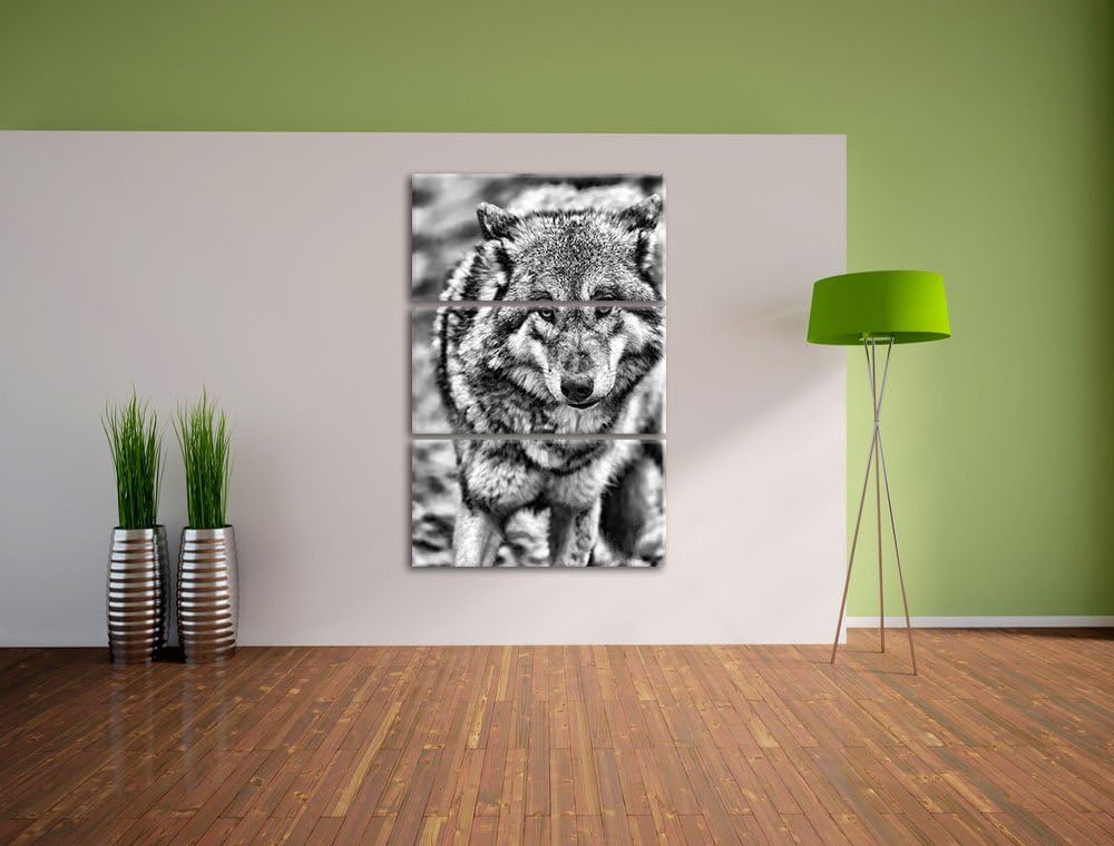 Pixxprint Monocrome, scheuer Wolf 3-Teiler Leinwandbild 120x80 Bild auf Leinwand