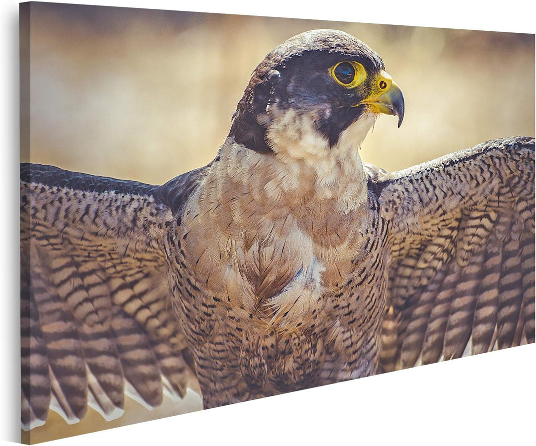 islandburner Bild auf Leinwand Wanderfalke Offene Flügel Vogel Gefieder Bilder Wandbilder Poster Lei