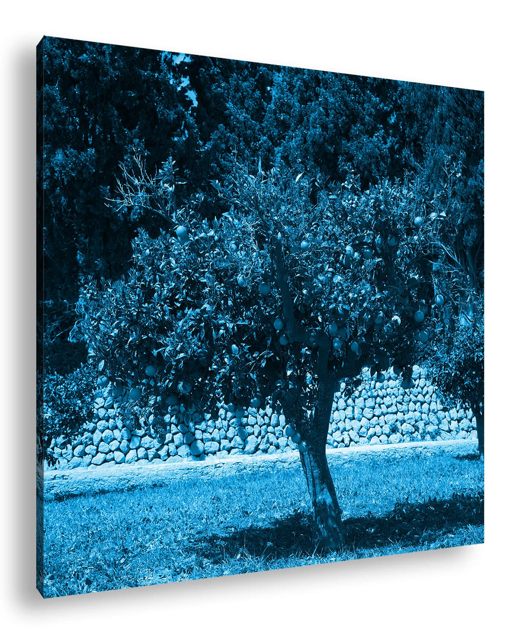deyoli Orangenbäume im Garten Format: 60x60 Effekt: Monocrome Blau als Leinwandbild, Motiv fertig ge
