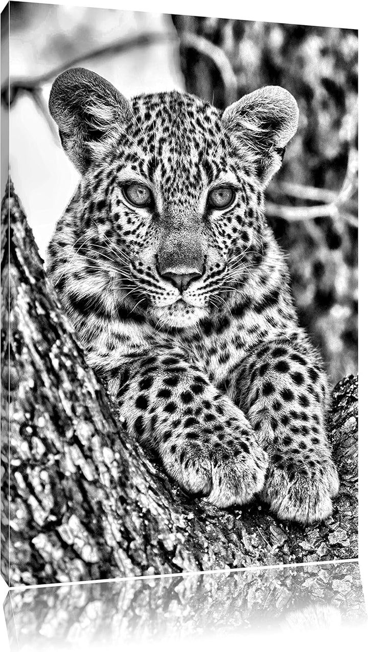 Monocrome, Leopardenbaby, Format: 100x70 auf Leinwand, XXL riesige Bilder fertig gerahmt mit Keilrah