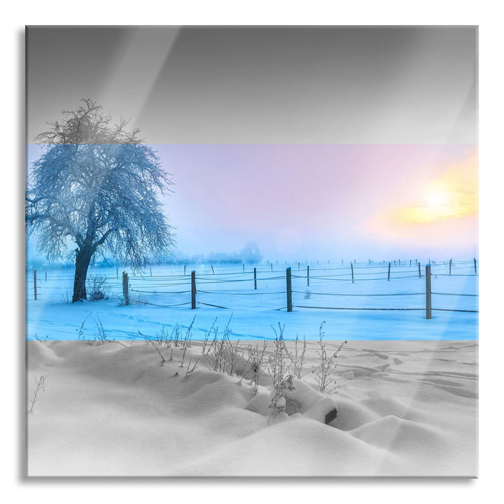 Pixxprint Glasbild | Wandbild auf Echtglas | Baum in Winterlandschaft | 60x60 cm | inkl. Aufhängung