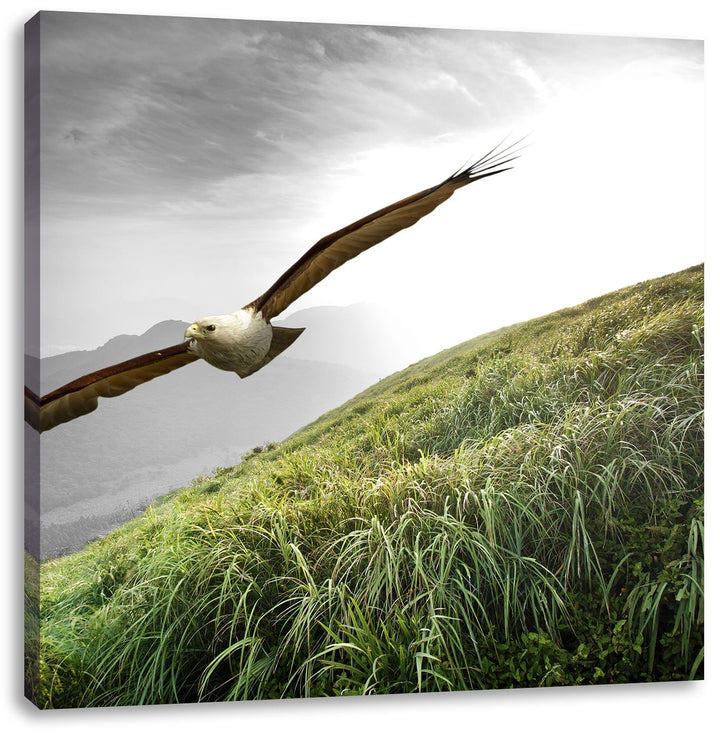 Pixxprint Majestätischer Weisskopfseeadler als Leinwandbild/Grösse: 70x70 cm/Wandbild/Kunstdruck/fer