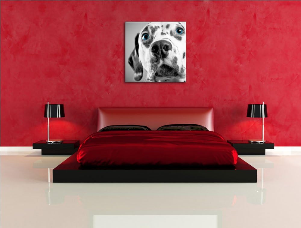 Pixxprint aufmerksamer Dalmatiner als Leinwandbild/Grösse: 70x70 cm/Wandbild/Kunstdruck/fertig bespa