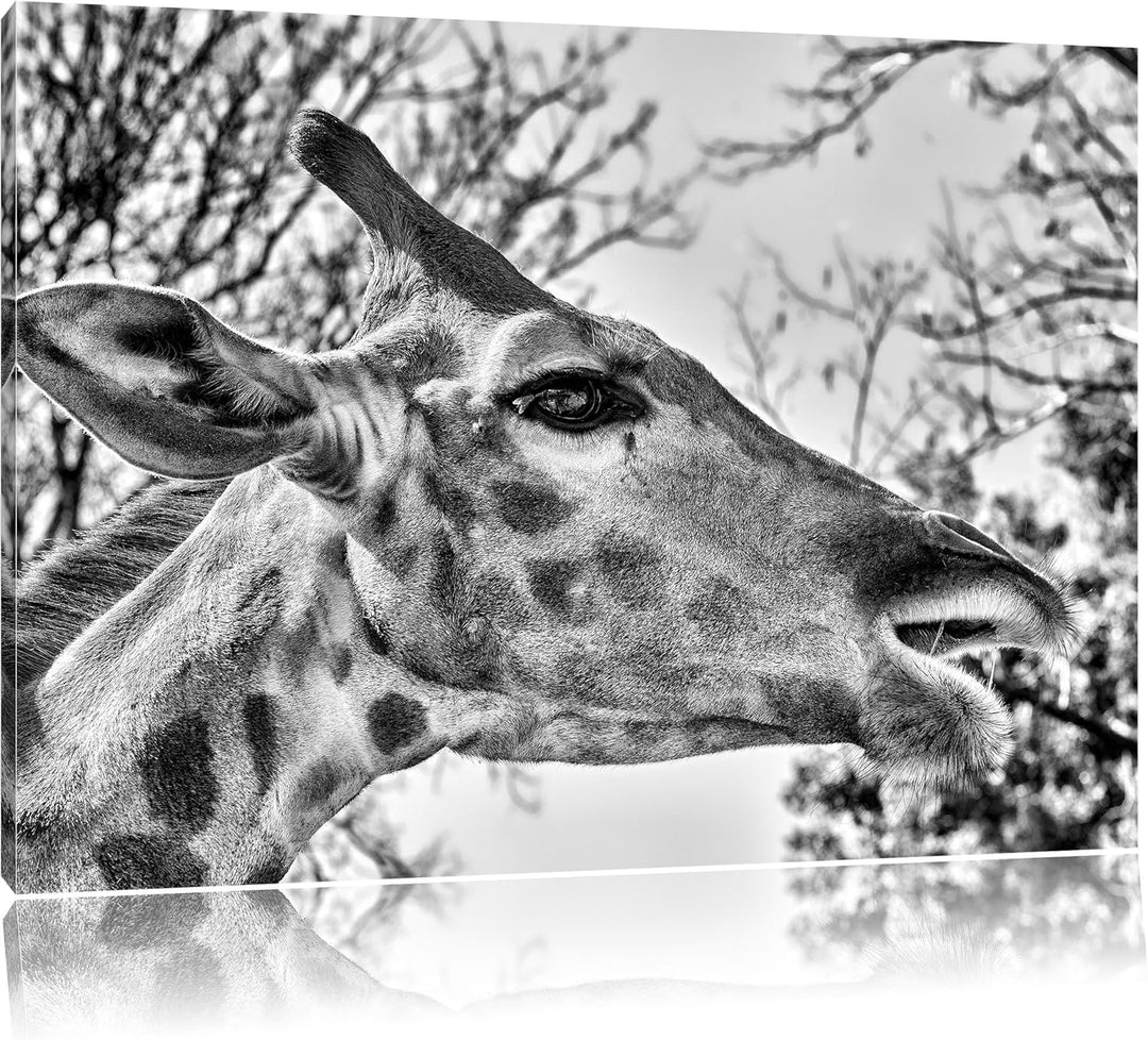 Pixxprint Monocrome, anmutige Giraffe isst, Format: 100x70 auf Leinwand, 100x70