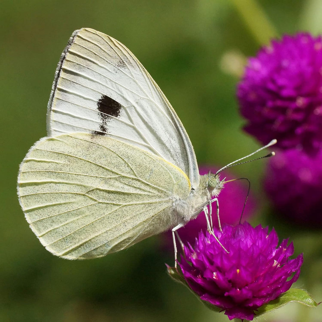 ButterflyKit, das Kit für die Zucht von Schmetterlingen der Gattung 'Grosser Kohlweissling' für zu H